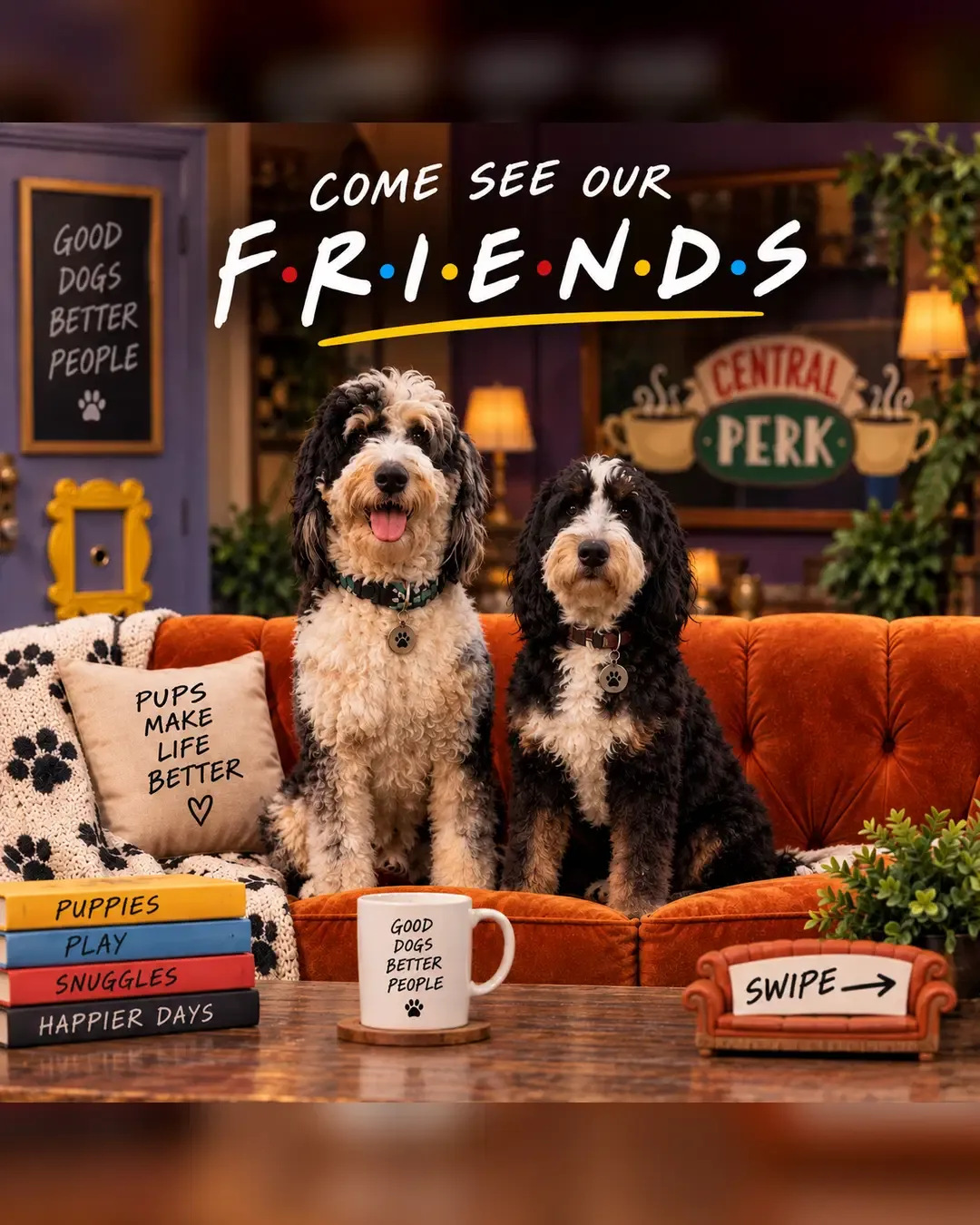 Bluey and Charlie, the parents of the Friends-themed Bernedoodle litter