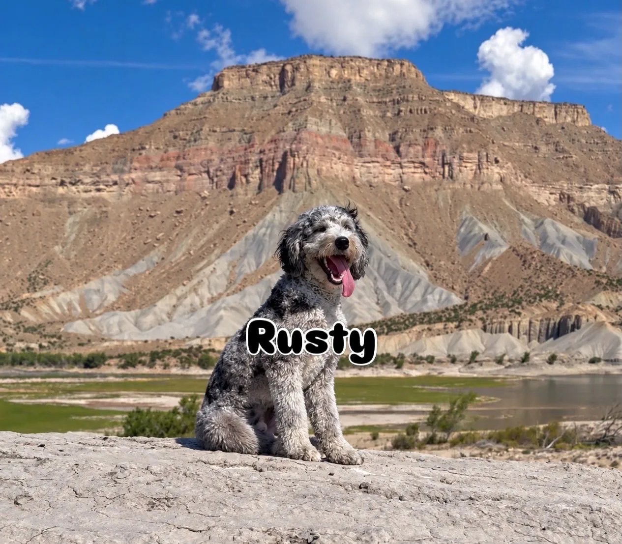 Rusty, a merle Bernedoodle and the family’s playful Uncle Rusty